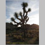 20060812_JoshuaYuccaTree_023 copia.jpg